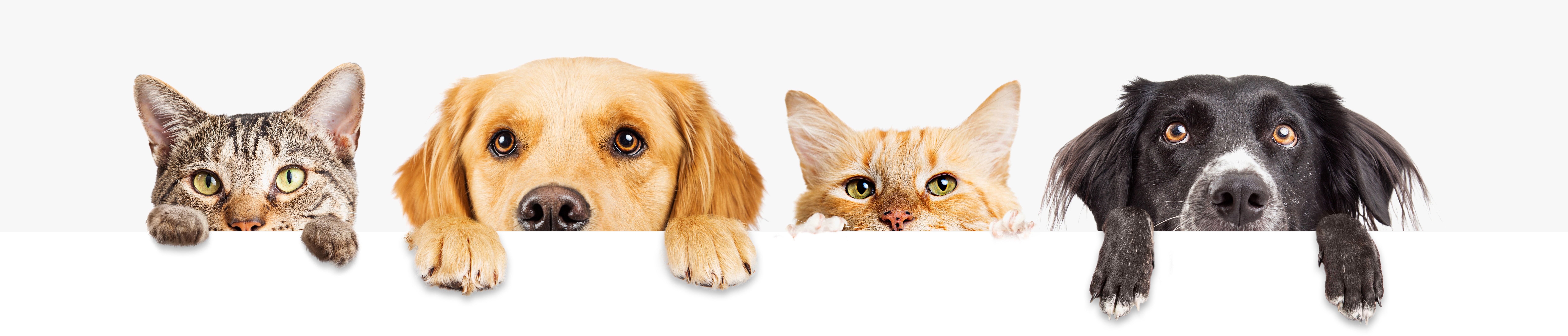 Kariéra v Petcenter_1